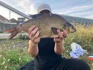 Common Bream