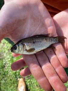 Crucian Carp