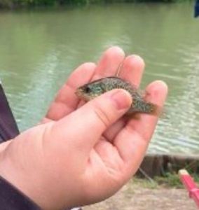 Green Sunfish