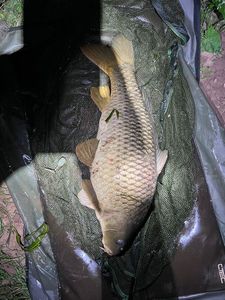 Common Carp