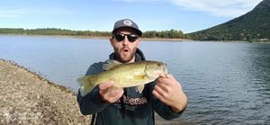 Largemouth Bass