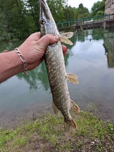 Northern Pike