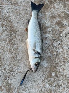 European Bass (Seabass)