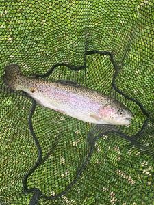 Rainbow Trout