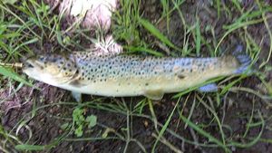 Brown Trout
