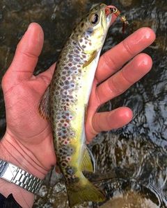 Brown Trout