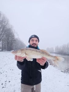 Zander