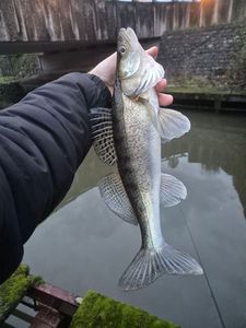 Zander