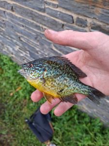 Pumpkinseed
