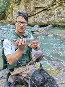 Brown Trout