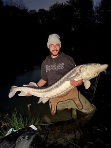 Danube Sturgeon