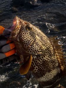 Black Grouper
