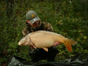 Mirror Carp