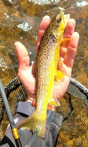 Brown Trout