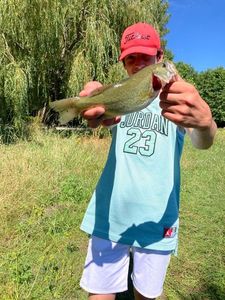 Largemouth Bass