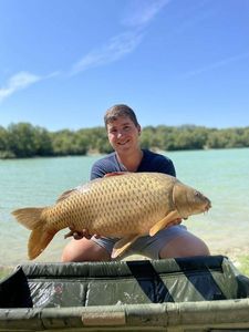Common Carp