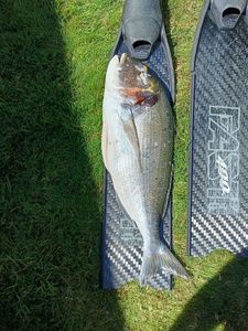 Gilthead Seabream