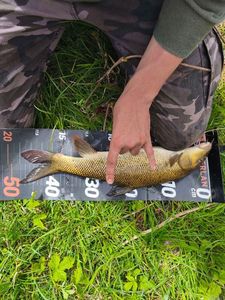 Barbel