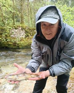 Brown Trout