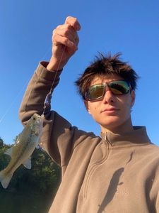 Largemouth Bass