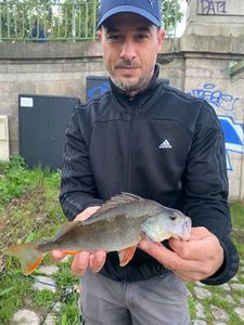 European Perch