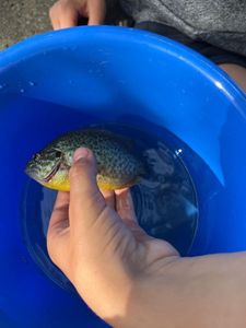 Green Sunfish