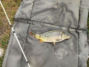 Mirror Carp