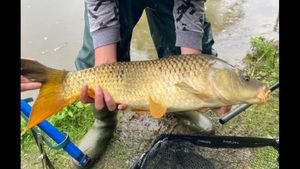 Common Carp