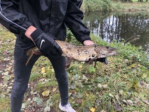 Northern Pike