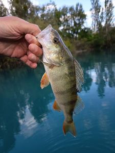 European Perch