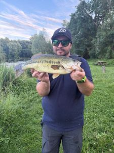 Largemouth Bass