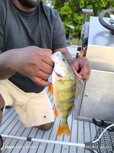 European Perch