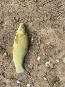 Tench