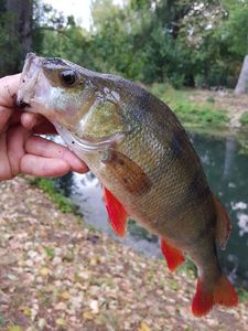 European Perch