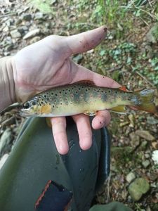 Brown Trout