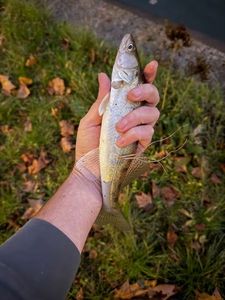 Zander
