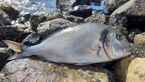 Gilthead Seabream