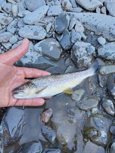 Rainbow Trout