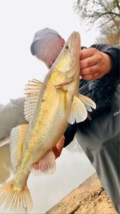 Zander