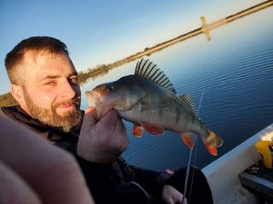 European Perch