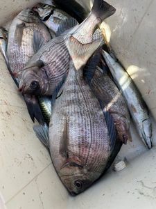 Black Seabream