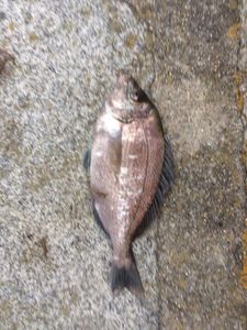 Black Seabream