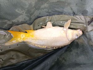 Leather Carp