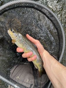 Brown Trout