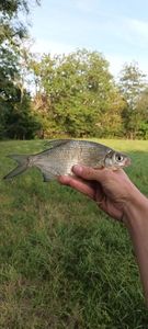 Common Bream