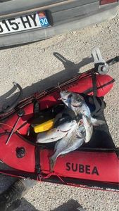Gilthead Seabream