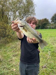 Largemouth Bass