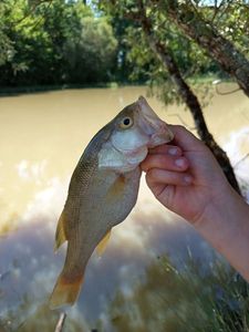 Largemouth Bass