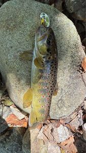 Brown Trout