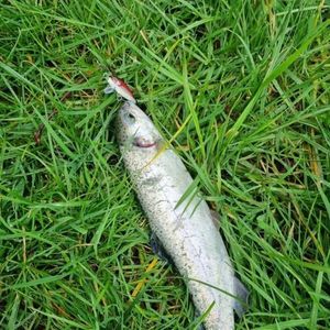 Rainbow Trout